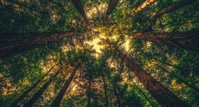 Vue vers le haut d'une canopée dense avec de grands arbres et la lumière du soleil filtrant à travers les feuilles